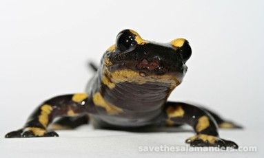 Killer Fungus & Disease - Save The Salamanders