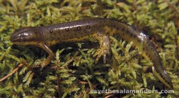 Found a Salamander in your Home or Basement - Save The Salamanders