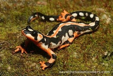 What Are Salamanders? - Save The Salamanders