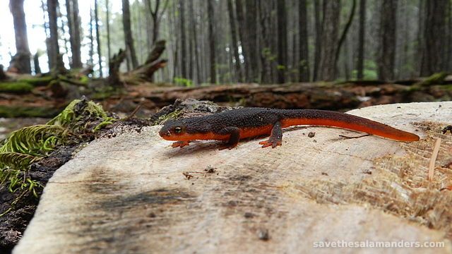 Learn About Salamanders