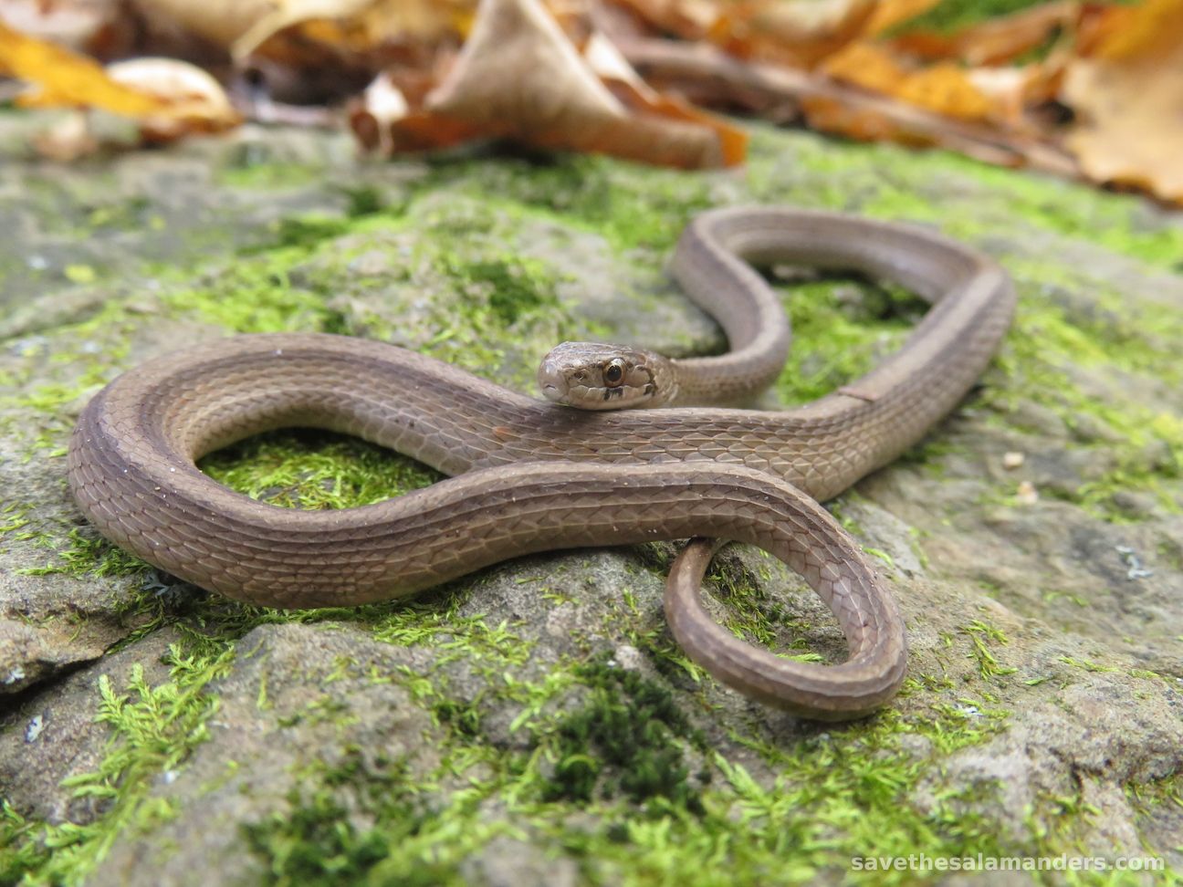 Dekay’s Brown Snake (Storeria dekayi)