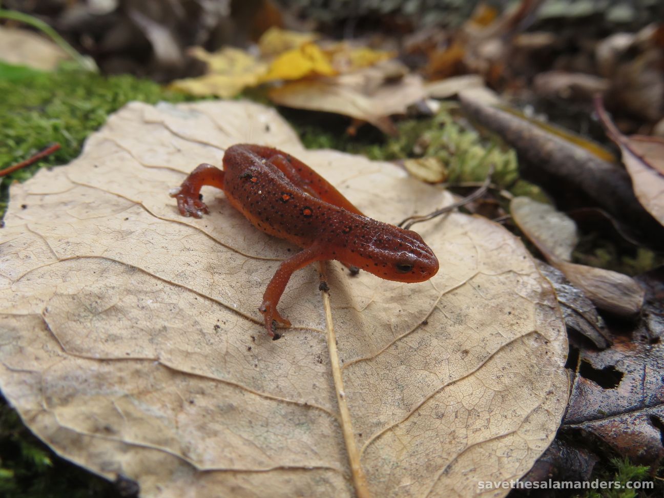 Red Eft (Notophthalmus viridescens)