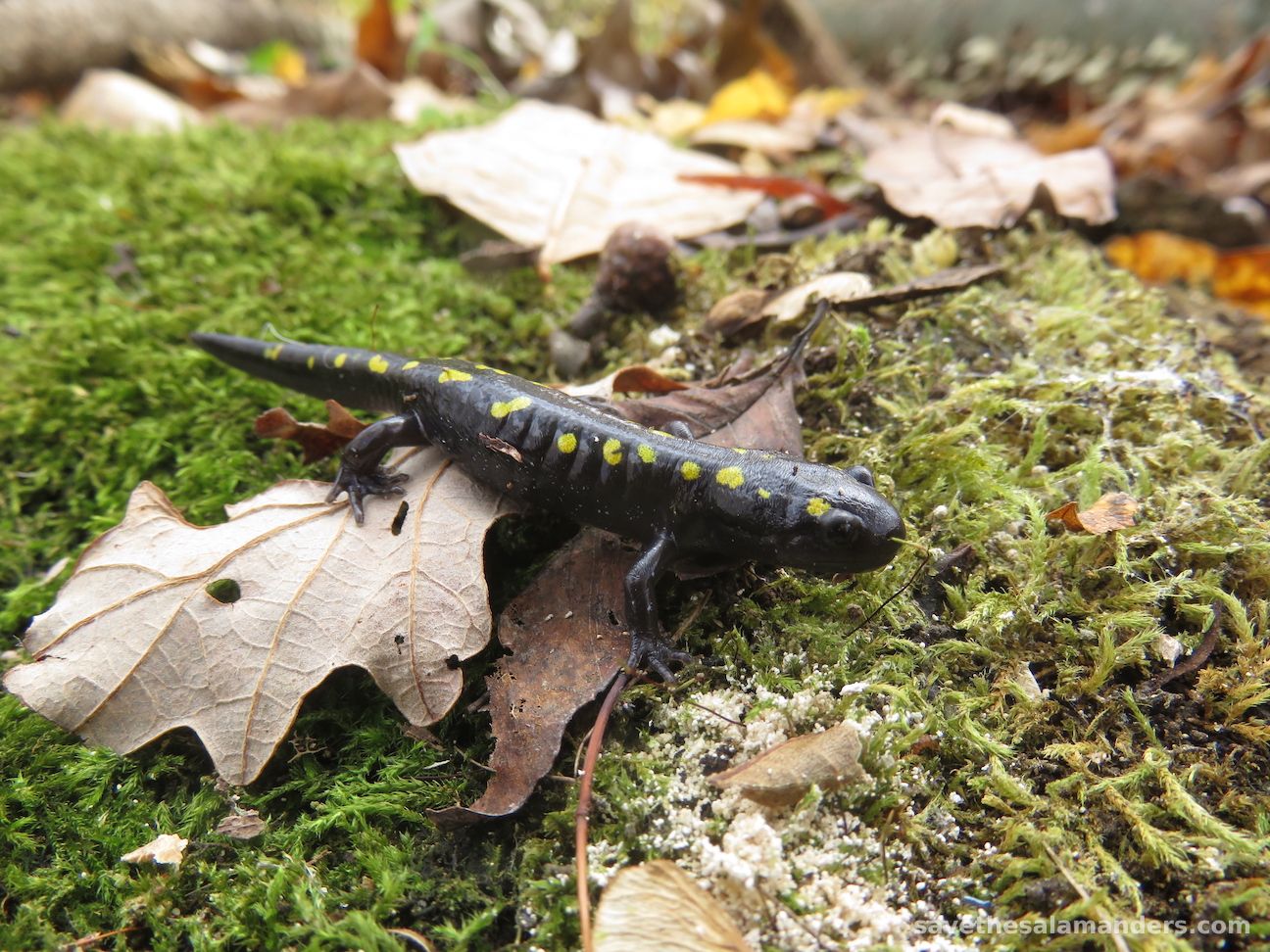 Yellow-Spotted Salamander (Ambystoma maculatum)