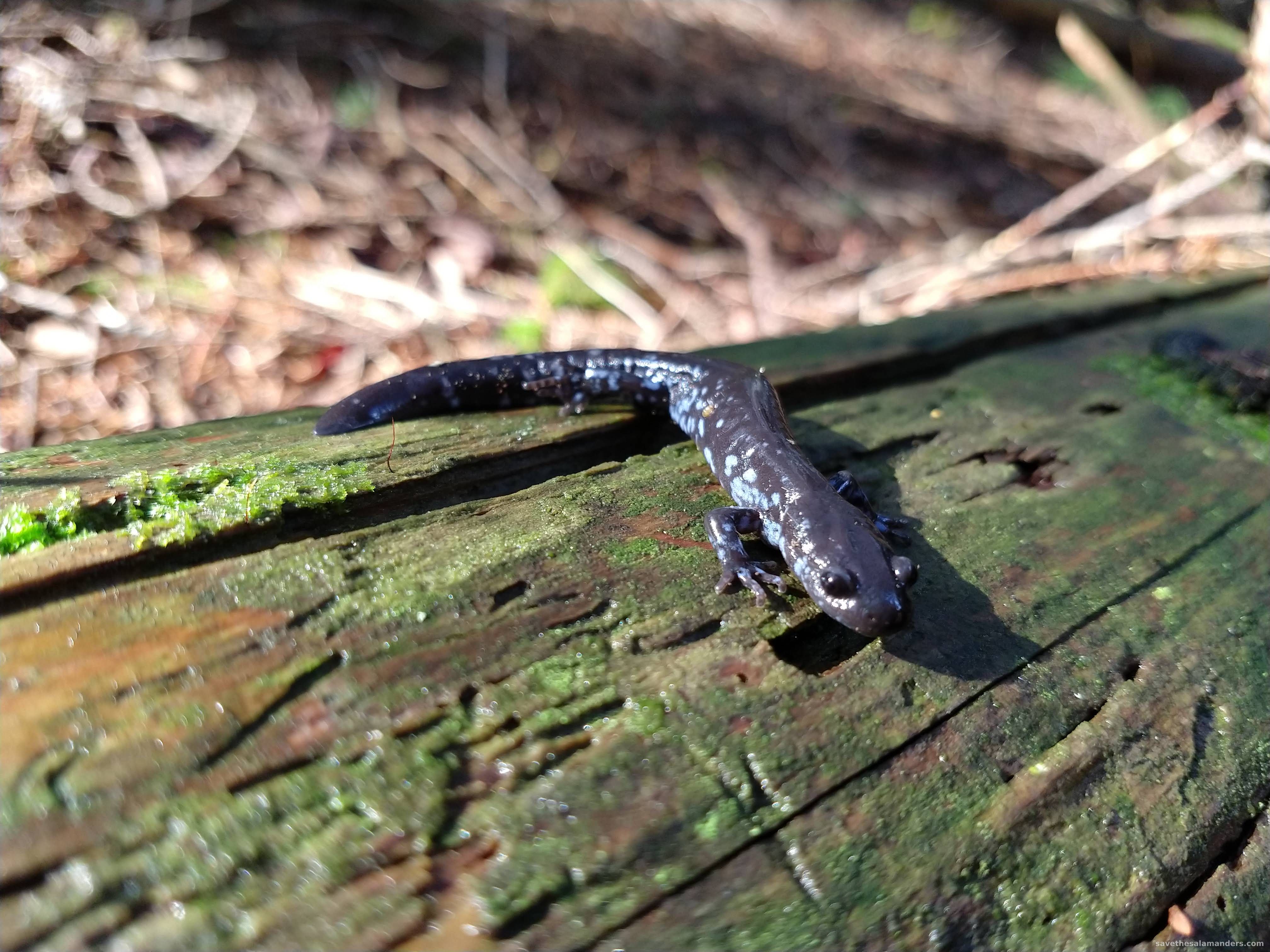 Blue-spotted Salamander