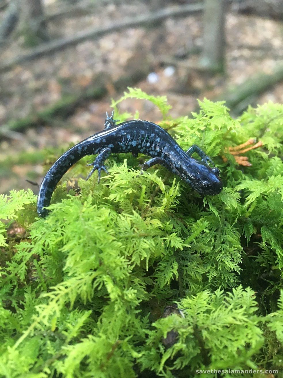 Blue-Spotted Salamander (Ambystoma laterale)