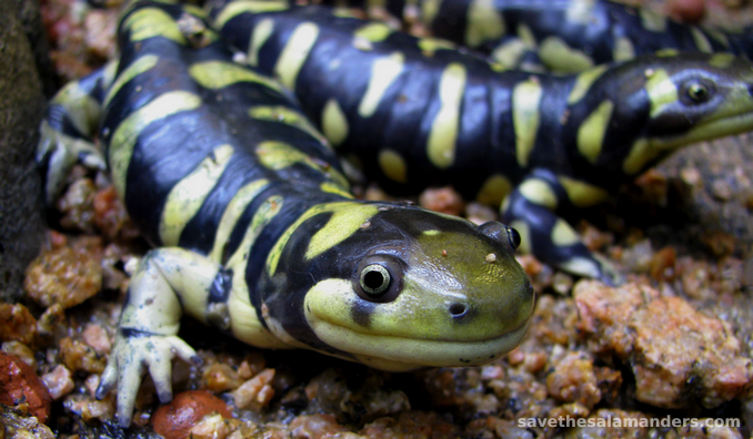 Tiger Salamander in its natural habitat