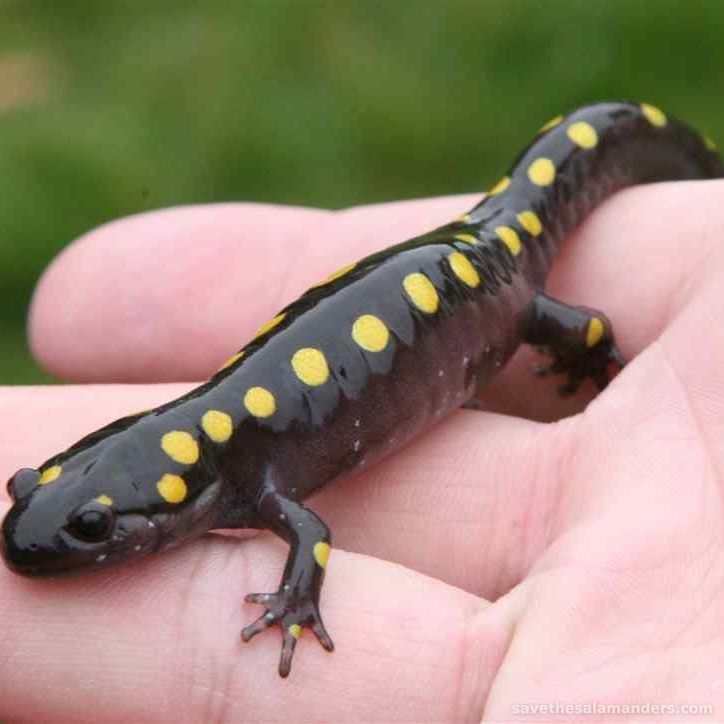 How You Can Help Salamanders - Save The Salamanders